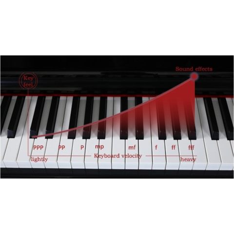 Pack PROKEYS S-55 WH Piano 7 octavas...