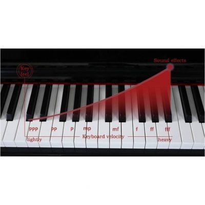 PROKEYS S-55 BK Piano 7 octavas con 88 teclas contrapesadas
